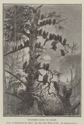 Vultures Going to Roost